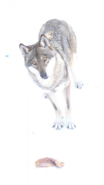 un autre loup