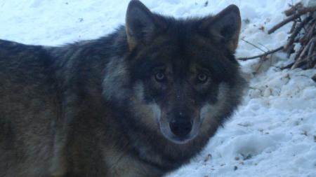 un loup qui me matté